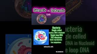 Prokaryotic vs Eukaryotic cells ib biology Alevel shorts [upl. by Lydie]