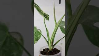 A beautiful albo monstera is unfurling new foliage indoorplantscare plantshorts [upl. by Misha558]