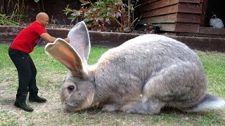 Meet giant 4ft Rabbit Darius  Worlds Biggest Rabbit 2018  BIGGEST Rabbit In The World 2018 [upl. by Hiett]