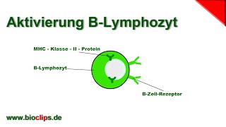 Aktivierung BLymphozyt [upl. by Delanie]