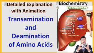 Transamination and Deamination of Amino Acids [upl. by Edwin230]