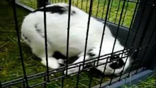 My rabbit has a broken neck [upl. by Lazare]