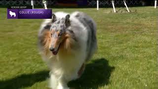 Collies Rough  Breed Judging 2022 [upl. by Airdna]