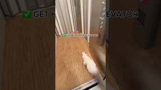 I HAVE AN ELEVATOR INSIDE MY HOUSE showing my cat a tour 🫣🐱 [upl. by Maison]