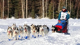 2022 Iditarod Dog Sled Race  Willow Alaska [upl. by Salangia]