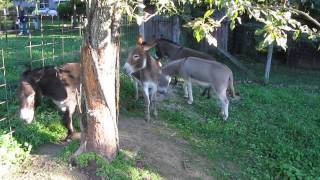 Donkeys Braying [upl. by Meedan866]