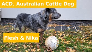 08 ACD Australian Cattle Dog Flesz bawi się z Niką [upl. by Allemrac97]