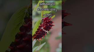 മൽബെറി പഴം പോലെ ഉള്ള ഒരു പുഴു worms worms wormattack wormsbite nature shortfeed trendings [upl. by Enahs243]