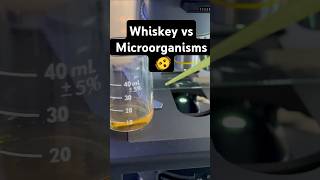 Whisky vs Bacteria under microscope 🦠 🤯 🤯 telugu science alcohol trending [upl. by Faxan]