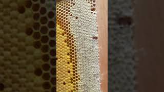 Abejas miel apicolaelbambacho beekeeper beekeeping honey honeybee apiculturacuilapa harvard [upl. by Attikin]