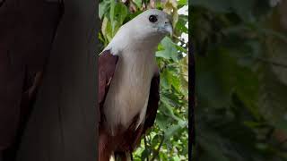 Brahminy kite upclose nature birdwatching wildlife birdwatchinglife birdsoftheworld [upl. by Margarida939]