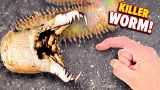 Bobbit Worm BITES Eats Fish Alive [upl. by Rosemaria]