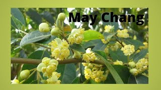 May Chang  Litsea cubeba [upl. by Erica]