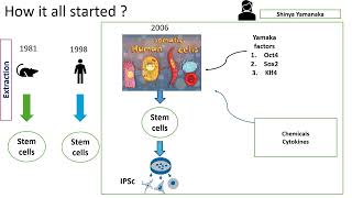 Reprogramming somatic cells to pluripotent cells [upl. by Hallimaj817]