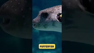 P is for Pufferfish 🐡  Fun Animal Alphabet Song for Kids  Meet the Pufferfish  shorts kids [upl. by Woll]