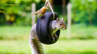 🐿️ Garden Tire Swing for Squirrels amp Birds 🕊️ 12 Hours of Awesome Nature for Pets to Watch 4K HDR [upl. by Tymes]