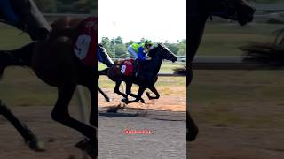 Horse Life risky life 🐎shortsvideohorseracinghorsepowerhorsejockey mashroolzack6745 djdb [upl. by Kirat]