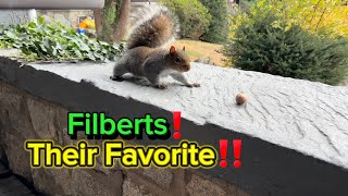 My Squirrel Neighbor Loves Filberts He Even Thanks Me with Head Nod [upl. by Acirre]