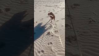 COONHOUND WALKS AVALON NJ BEACH [upl. by Noizneb940]