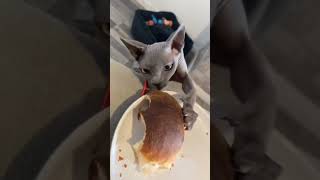 Cats that steal food🤣🤣funnycats catsoftiktok cat catlover fyp [upl. by Llesram368]