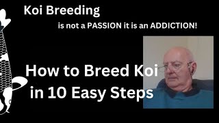 10 Easy steps to Koi Breeding 10 Step Beginners Guide [upl. by Neleb]