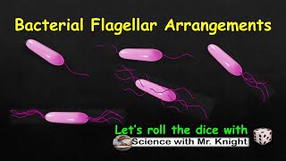 Bacterial Flagellar Arrangements [upl. by Kronfeld865]