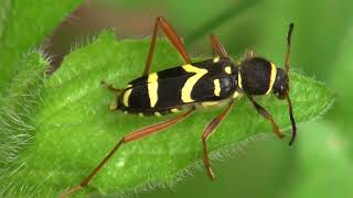 Navadni osati kozliček  Clytus arietis Linnaeus 1758 [upl. by Englis]