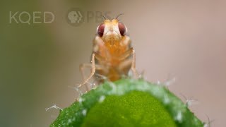 Leaf Miner Fly Babies Scribble All Over Your Salad  Deep Look [upl. by Asilav839]