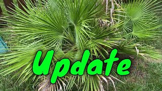 Mediterranean Fan Palm Chamaerops humilis Summer Update [upl. by Neb273]