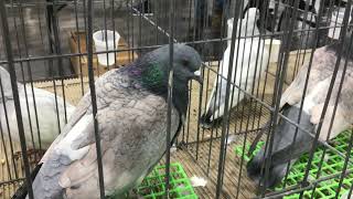 Cauchois on display at Reading’s Pigeon Association Shwo [upl. by Karney]