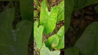 Caladium plant care tips ytshorts garden nature [upl. by Utter]