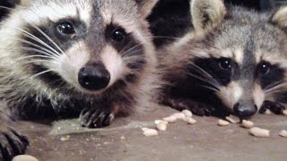 The Raccoons • Sleepy Meal Under the Car [upl. by Ellevart714]