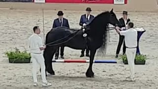 Who is the best Friesian Horse Maurits 437 Loadewyk 431 Haitse 425 or the one and only Beart 411 [upl. by Eidna]