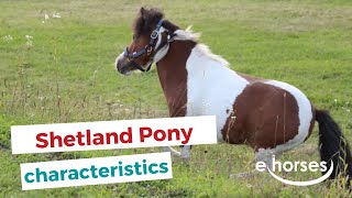 Shetland Pony I characteristics origin amp disciplines [upl. by Whitnell]