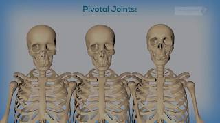 Joints Ball and socket joint and pivotal Joints [upl. by Levine510]