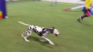 Dalmatian dog Kerttu  Summer 2022 agility training [upl. by Stedman]