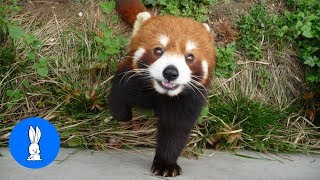 The Cutest Red Panda Ever  Sweet Adorable Precious Red Panda [upl. by Noiwtna45]