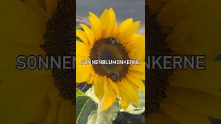 🌻sonnenblumenkerne sonnenblume tipps anbau infos flowers sunflowers garden gartentipps [upl. by Eciral]