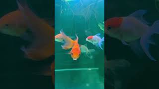 Red cap oranda goldfish music song fish aquarium goldfish [upl. by Frydman847]