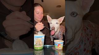 Movie night and giving my dog ice cream😋🍦dogshorts movienight dog pets icecream puppy vlog [upl. by Naujuj984]