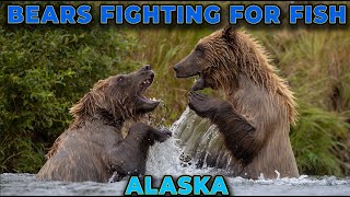 Bears Fight Over a Fish in Alaska [upl. by Jephum196]