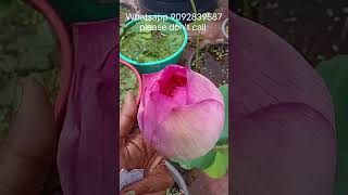 New varieties floweredlotus garden flower plants lotusgarden trending viralvideo shorts [upl. by Cirdor]