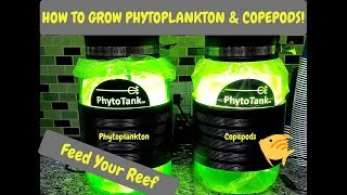 How To Harvest Phytoplankton amp Copepods  Poseidon Reef Systems  Culturing Phyto amp Copepods [upl. by Rochkind18]