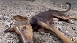 Dog Rescue Puppy Collapses But Still Wags Tail for Rescuers  The Dodo [upl. by Llehcear517]