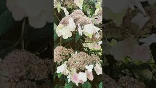 Hydrangea Aspera Sargentiana In the Garden [upl. by Nelo]