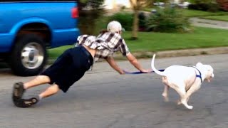 OLD DOG NEW FAILS  Dogs Failing Compilation [upl. by Manton660]