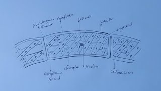 How To Draw Diagram of a Spirogyra [upl. by Yelik]