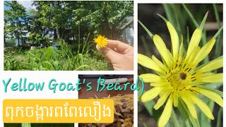 quotYellow Goats Beard greensquot add to todays salad 🥗 quotពុកចង្ការពពែលឿងquot បន្ថែមទៅសាឡាត់ថ្ងៃនេះ [upl. by Sergei]