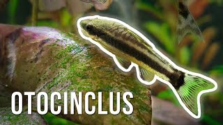 Otocinclus Catfish – Best AlgaeEating Nano Fish [upl. by Edmea636]