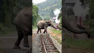 elephant walks by the railway tack [upl. by Fernandina]